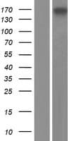 GIGYF2 Protein (Over-Expression Lysate Myc-DDK (Flag))