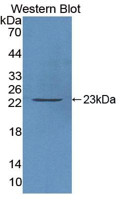 CASP3 / Caspase 3 Antibody (aa29-175)