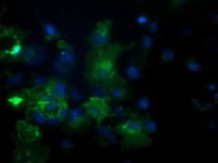 PDE2A Antibody (clone OTI2A5)