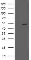 UBOX5 Antibody (clone OTI8D5)
