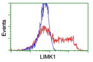 LIMK1 / LIMK Antibody (clone OTI8C8)
