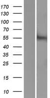ACCN5 / HINAC Protein (Over-Expression Lysate Myc-DDK (Flag))