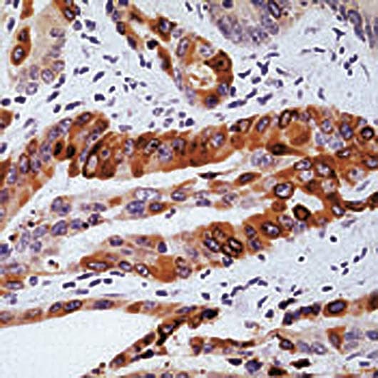 PTGS2 / COX2 / COX-2 Antibody (C-Terminus)