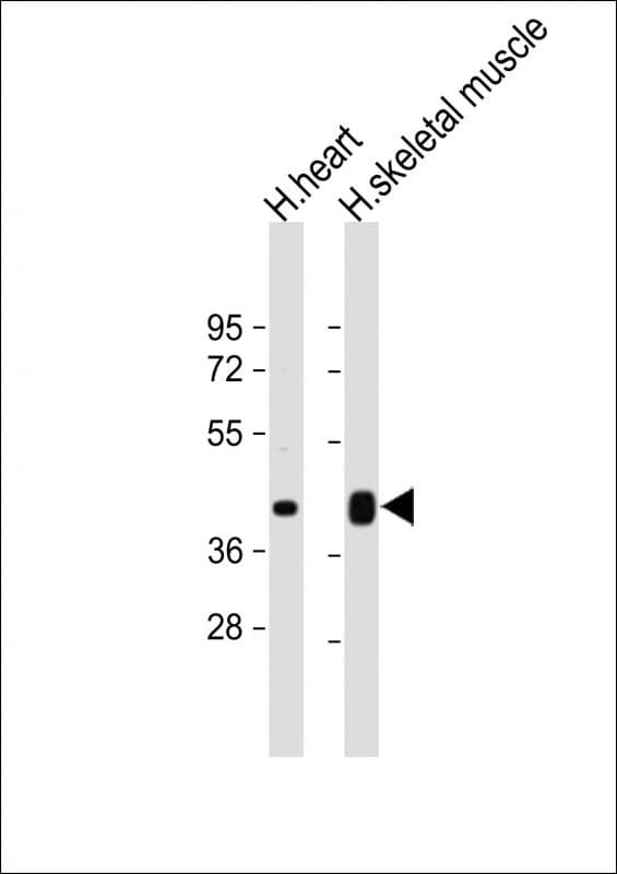 Polyclonal Rabbit anti-Human CD274 / B7-H1 / PD-L1 Antibody (C-Terminus, WB)
