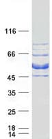 Human CIPC / KIAA1737 Protein (Recombinant Myc-DDK (Flag))