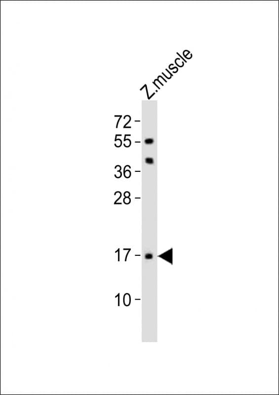 FAM176A / TMEM166 Antibody (aa104-137)
