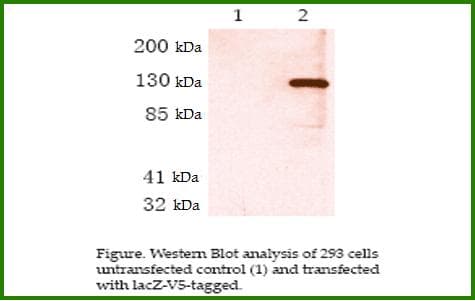 Monoclonal Mouse V5 Tag Antibody (clone E10, IHC, WB)