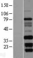 FAM92B Protein (Over-Expression Lysate Myc-DDK (Flag))