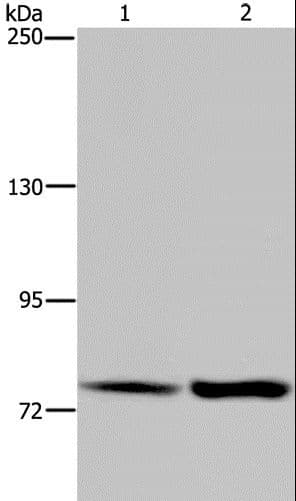 GAB2 Antibody