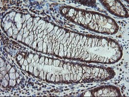 CPA2 Antibody (clone OTI3D8)