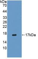 IFN Gamma / Interferon Gamma Antibody (aa21-166, APC)