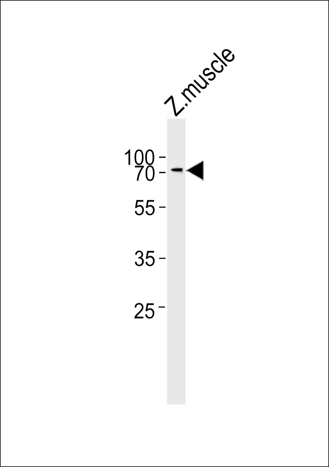 Polyclonal Rabbit anti-Zebrafish ZNF143 / STAF Antibody (aa564-596, WB)