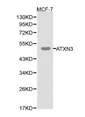 ATXN3 / JOS Antibody