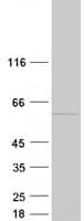 Human PAI-RBP1 / SERBP1 Protein (Recombinant Myc-DDK (Flag))
