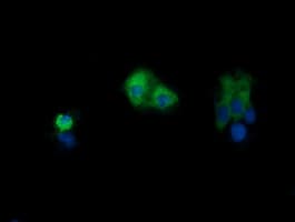 PIK3CG / PI3K Gamma Antibody (clone OTI6H5)