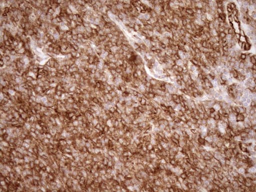 EPLIN Antibody (aa1-275, clone OTI7H8)