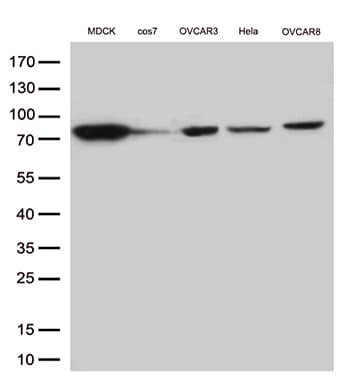 EZR / Ezrin Antibody (clone OTI1F3)