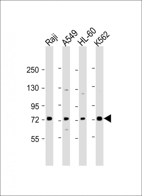 SKI Antibody (aa21-54)