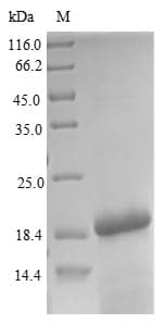 Drosophila melanogaster LONP1 / LON Protein (Recombinant 10His, N-terminus + Myc, C-terminus)