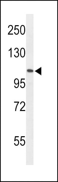 AF5Q31 / AFF4 Antibody (aa1-30)