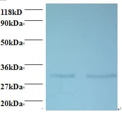 IHC-plus™ MRPL9 Antibody