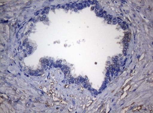 Monoclonal Mouse anti-Human ADH5 Antibody (clone OTI4D4, Carrier-free, aa1-266, IHC, WB)