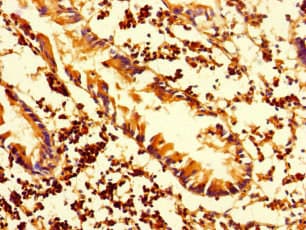 HLA-DMA Antibody