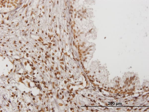 Monoclonal Mouse anti-Human IFI16 Antibody (clone 1B4, IHC, WB)