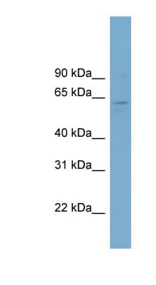 FAM188B2 / CLRN1 Antibody (aa223-272)
