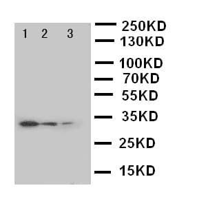 SOCS3 Antibody (aa71-85)