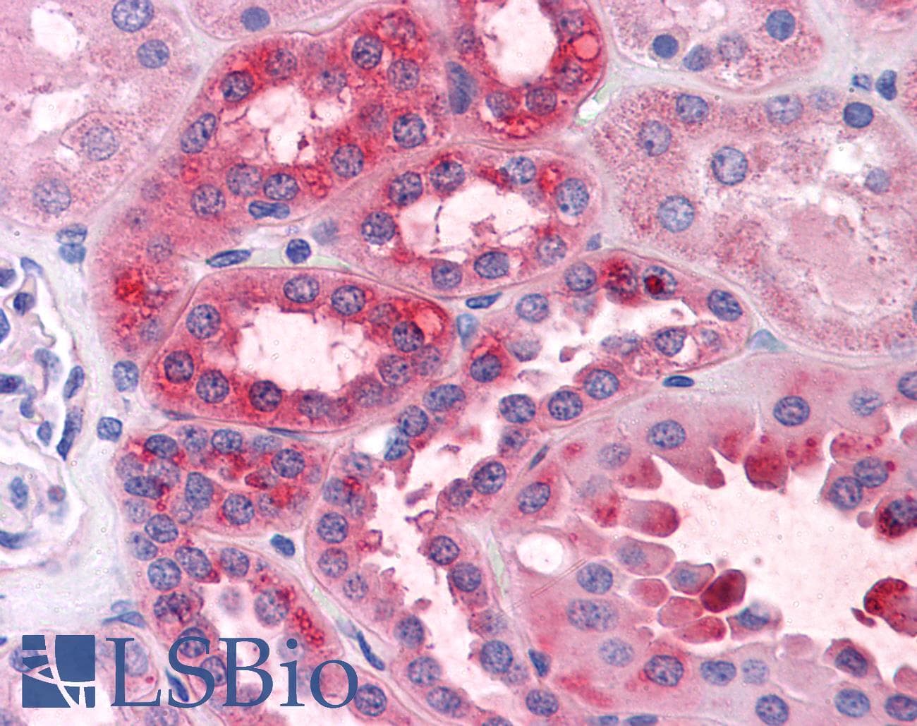 IHC-plus™ Monoclonal Mouse anti-Human GPN1 / XAB1 Antibody (clone 3E1, IHC, IF, WB)