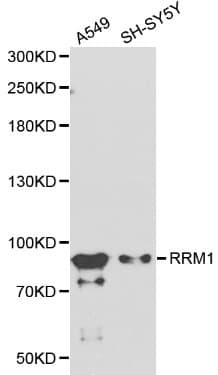 R1 / RRM1 Antibody