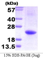 Human IL32 Protein (Recombinant His)