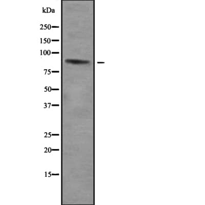 ZNF785 Antibody