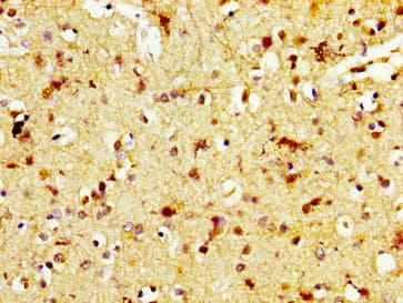 TAAR5 Antibody