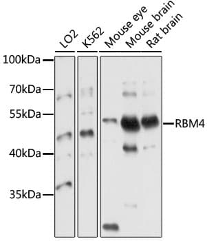 RBM4 / LARK Antibody