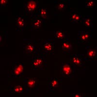 CDYL2 Antibody (N-Terminus)