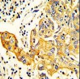 RARS2 / ARGRS Antibody (aa369-399)