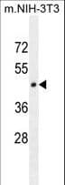 HOMEZ Antibody (aa158-186)