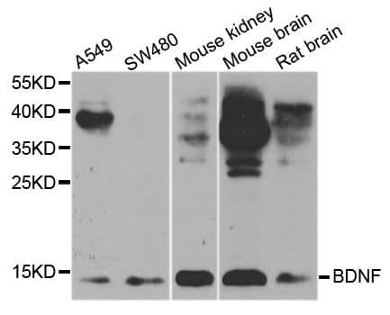 BDNF Antibody