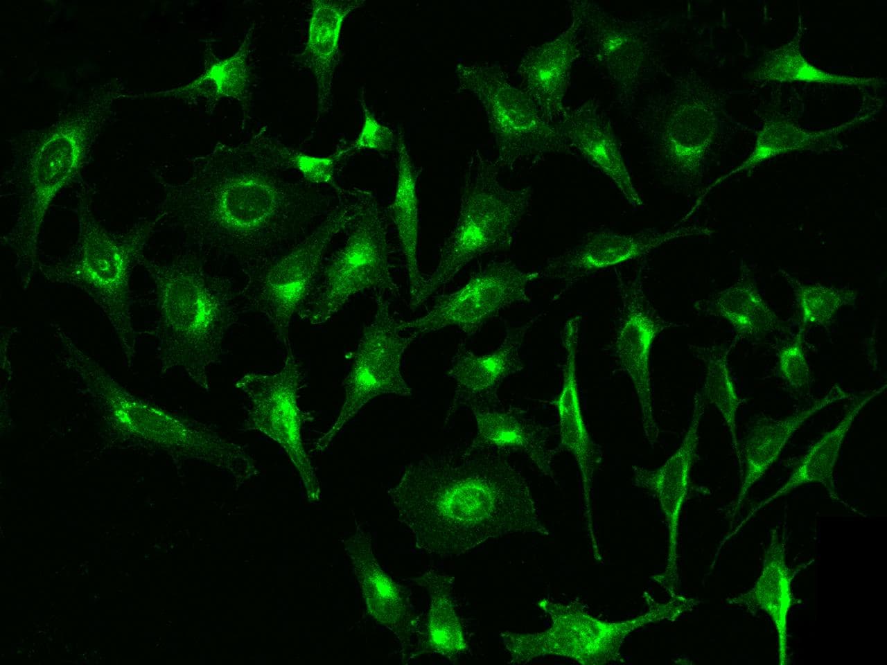 Monoclonal Mouse anti-Human B2M / Beta 2 Microglobulin Antibody (clone 35, Preservative Free, IF, WB)