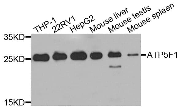 ATP5F1 Antibody