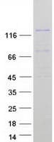 Human MCF2L2 Protein (Recombinant Myc-DDK (Flag))