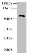 ZNF238 Antibody