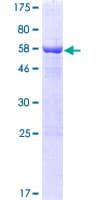Human SLAIN2 Protein (Recombinant GST)