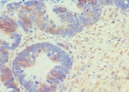 BCL10 / BCL-10 Antibody (aa1-233)