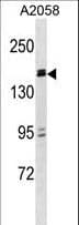 ZBTB38 Antibody (aa133-161)