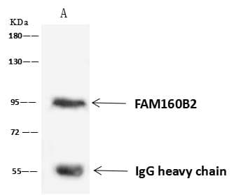 Polyclonal Rabbit anti-Human FAM160B2 / RAI16 Antibody (WB)