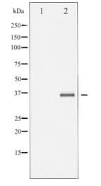 CASP3 / Caspase 3 Antibody
