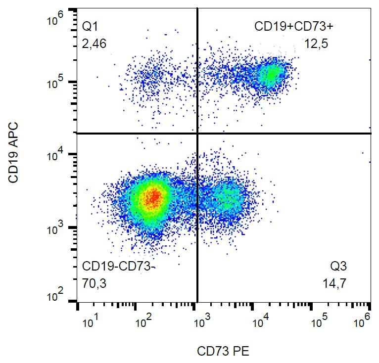 NT5E / eNT / CD73 Antibody (clone AD2, PE)